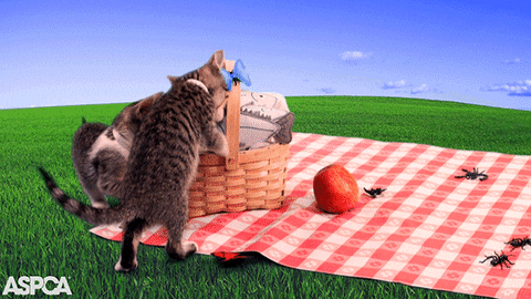 cat kitten GIF by ASPCA