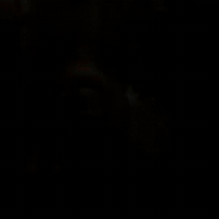 Penguin Love GIF