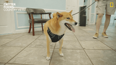 National Geographic Vet GIF by Nat Geo Wild