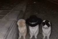 Real Betis Dancing GIF by LA CALABAZA DAILY