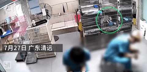 ozumbo giphyupload GIF