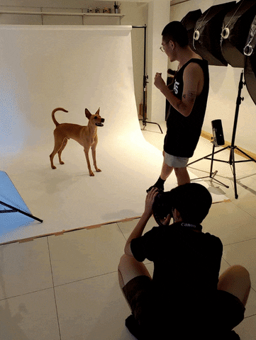 susanqqq giphyupload dog photography GIF