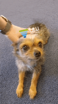 Puppy Wesley GIF by VR-Innovations