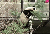 panda GIF