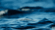 blue planet dolphins GIF by BBC America