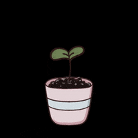 Pipailustra hola gato planta gatito GIF