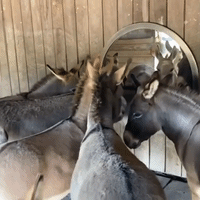 Donkeys Gather Round Mirror at Sanctuary