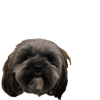 groupodell carlos newlisting homesforsale kansascityrealestate Sticker
