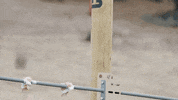 Game Time Crossfitgames GIF by CrossFit LLC.