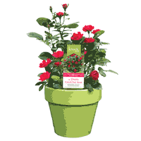 Mothers Day Flower Sticker by Star Roses and Plants