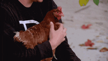 survivorau GIF by Australian Survivor