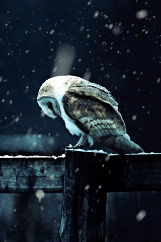 hoo GIF