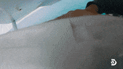 Bag Falling GIF by Shark Week