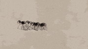 toronto international film festival femalefilmmakers GIF by TIFF