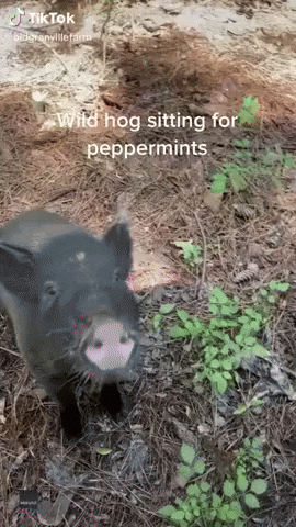 Pigging Out: Rescued Wild Hog Sits for Peppermint Treat