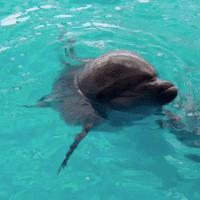 Kharkiv Aquarium's Dolphins
