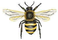 Honey Bee Fly Sticker