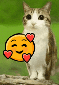 Meowl GIF