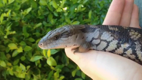 reptiles GIF