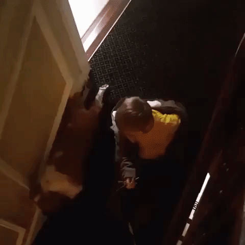 Boy and His Dog Slide Down the Stairs