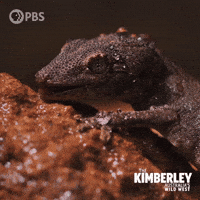 Australia Licking GIF by PBS