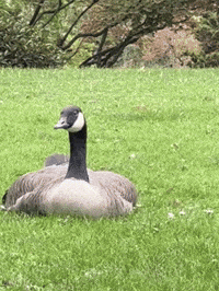 Canadian Portland GIF by EDGARDUDE