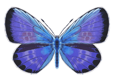 Illustration Butterfly Sticker