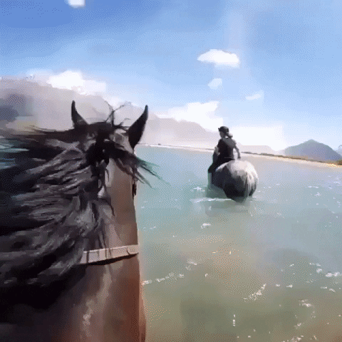 horse paradise GIF by Sport Decouverte