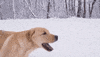 Dog Running GIF by Awesome GIFs