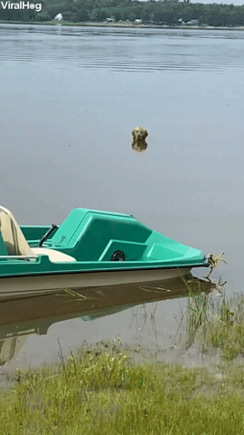 Water Loving Dog Refuses to Leave