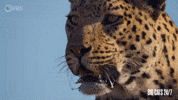 Season 2 Leopard GIF by PBS