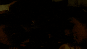 country music cowboy GIF by Sub Pop Records