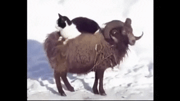 cat ram GIF