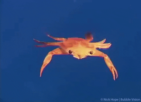 giphy.gif