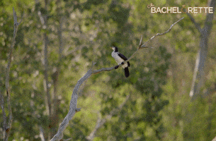 rose ali GIF by The Bachelorette Australia