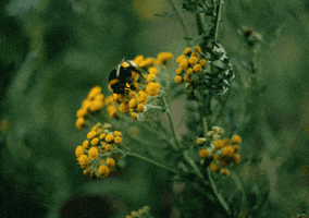Love Is Love Picnic GIF by Sub Pop Records