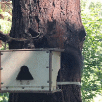 Squirrel GIF by world-weather.ru