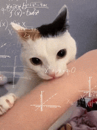 Confused Cat GIF