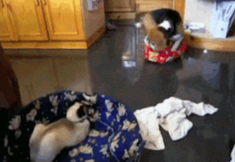 Cat Dogs GIF