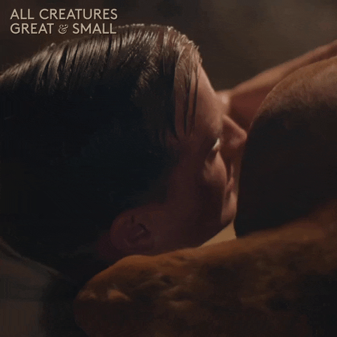 allcreaturestv animals cow stuck arm GIF