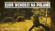 kompania piwowarska pole GIF by Zubr