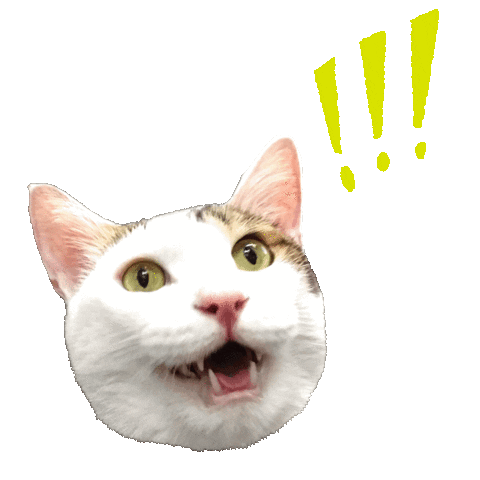 Cat What Sticker