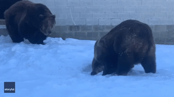 Rescue Bear Plays in Fresh Snow at New York Wildlife Sanctuary