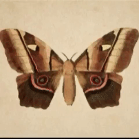 animation art GIF by The Videobook