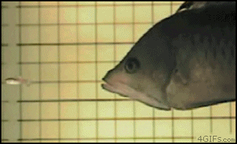 fish trigger GIF