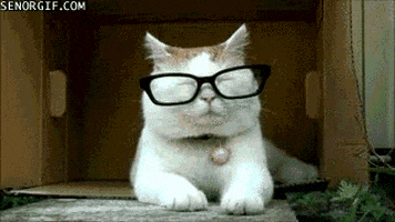 confused cat GIF by Cheezburger