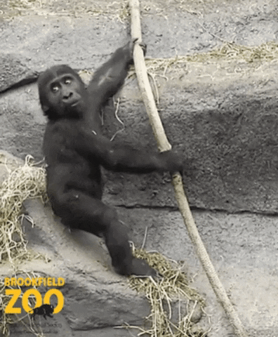 BrookfieldZoo giphygifmaker wow baby really GIF