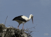 Stork GIF by CRDI. Ajuntament de Girona