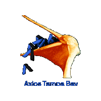 Tampa Bay Sticker by Axios