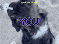 christienbakkker dog like puppy adorable GIF